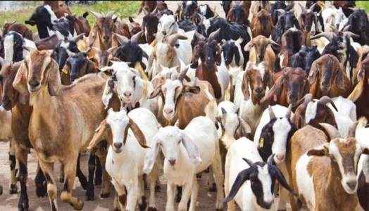 Goat ( Bakri )