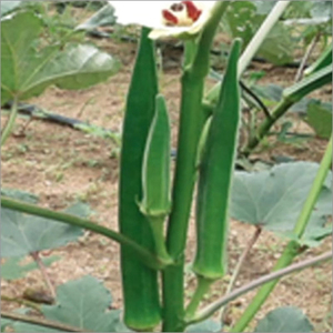 Seeds