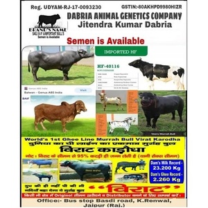 Chand Bull Semen Manufacturer, Superior Animal Semen Supplier in Jaipur