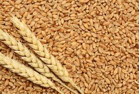 Tukdi Wheat