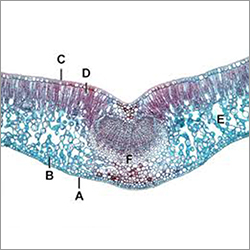 Biology Lab