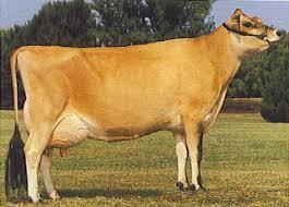 Jersey Cow