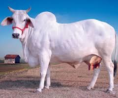 Tharparkar Cow