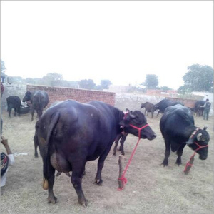 Murrah Buffalo