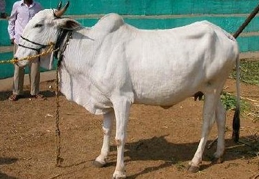 Tharparkar Cow 