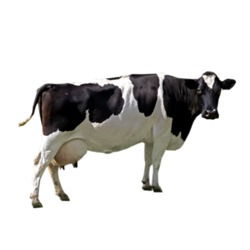 Pregnant Holstein Heifers