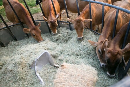 Animal Feed Enzymes