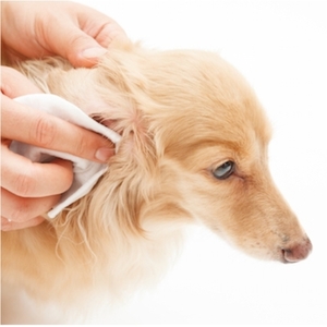 Pet Wipes