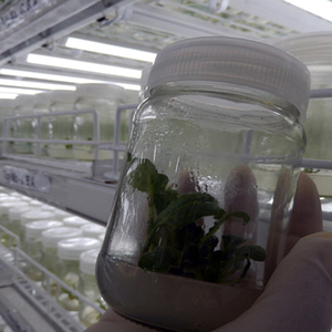 Plant Bio Technology