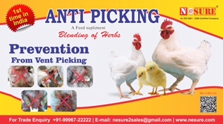 Cattle Feed Turmeric Oil  